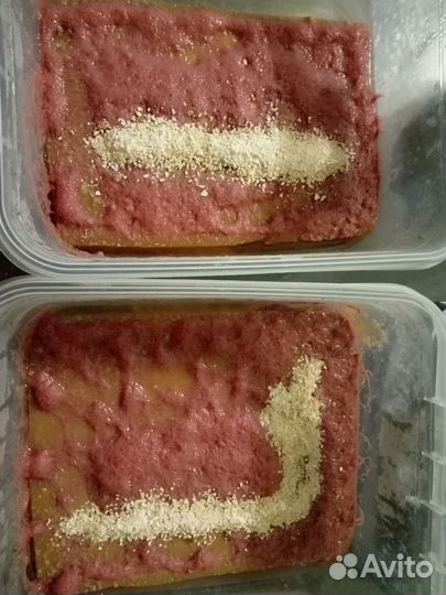 Трубочник изя