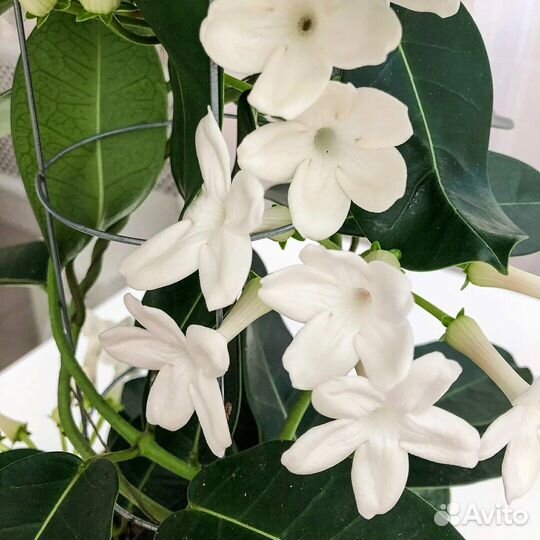 Стефанотис укорененные черенки