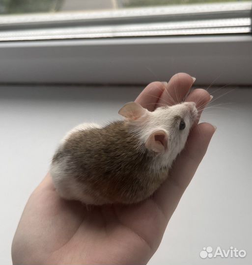 Мышь Мастомис