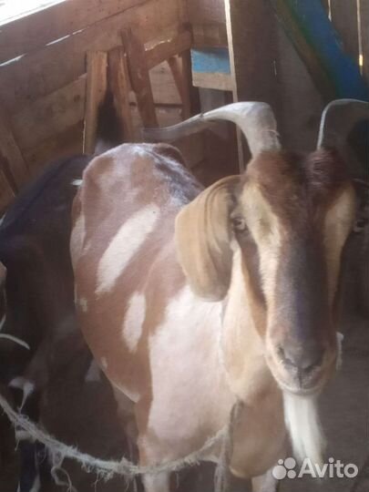 Продаються дойные козы