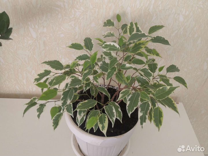 Фикус бенджамина