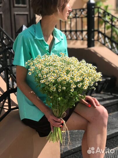 Кустовые ромашки (Нидерланды)