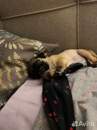 Щенки мопса РКФ