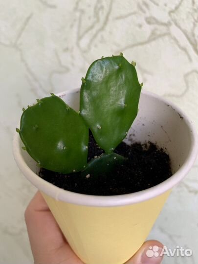 Кактус опунция