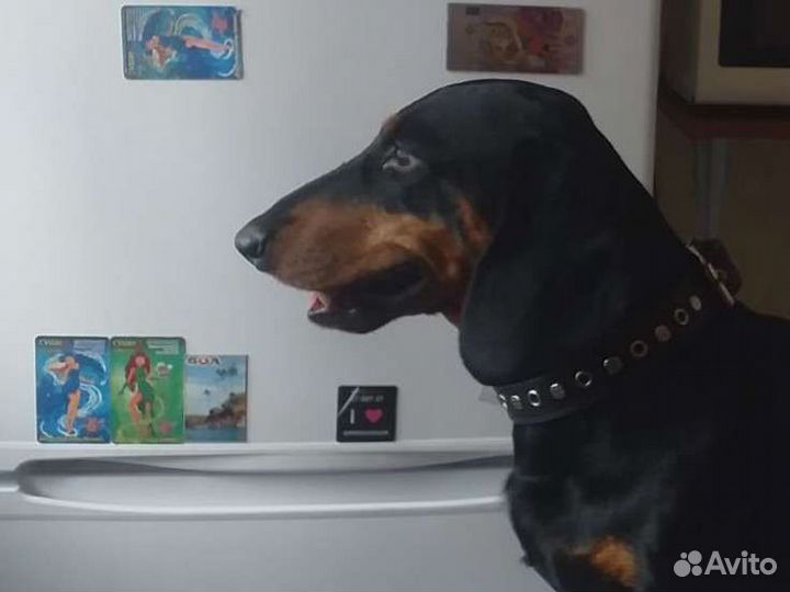 Такса вязка