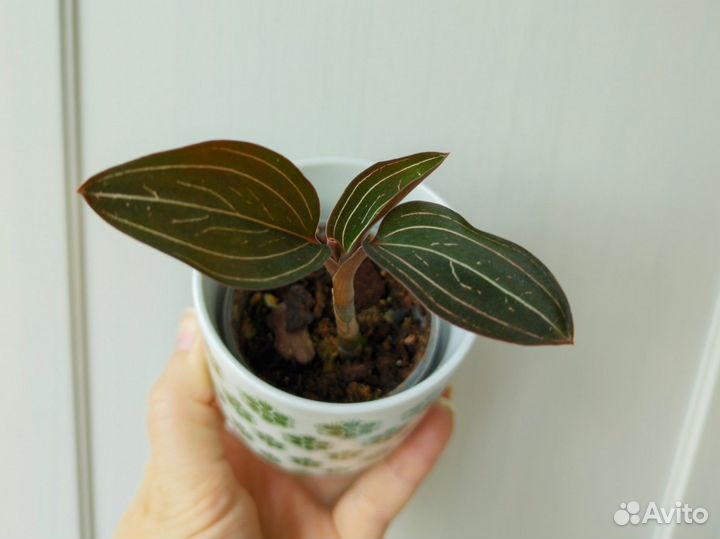 Лудизия драгоценная орхидея