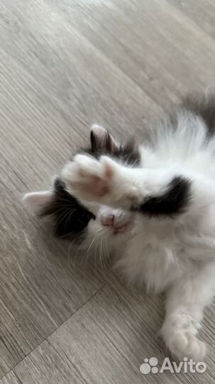 Кошки вислоухие