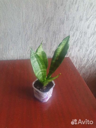 Комнатное растение сансевиерия щучий хвост