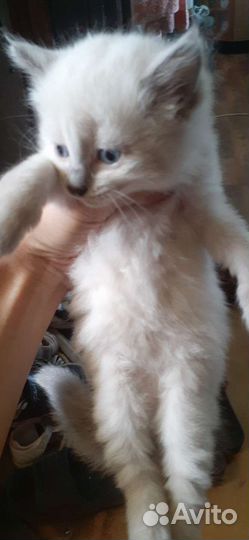 Котята сибирской кошки