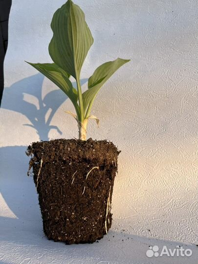 Хоста Fragrant dream C2