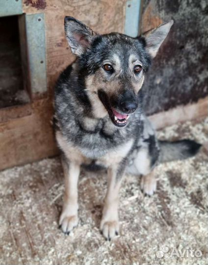 Ласковая Ариэль из приюта бесплатно