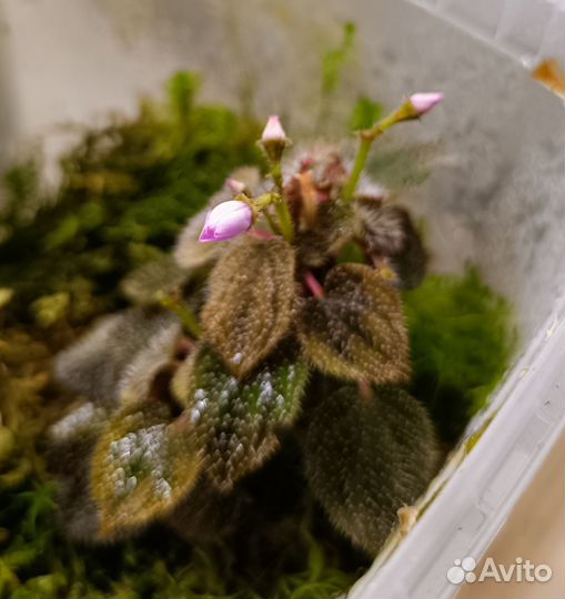 Sarcopyramis sp pink