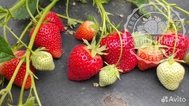 Саженцы клубники элитных сортов