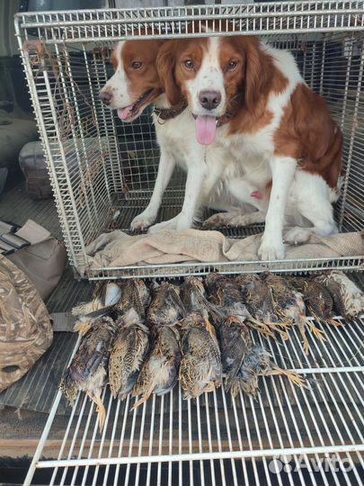 Щенки Бретонского Эпаньоля