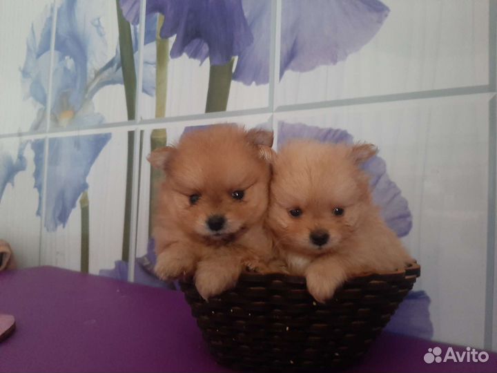 Мини померанский шпиц