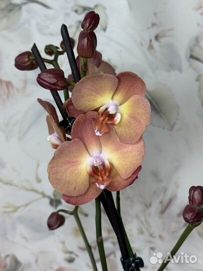 Орхидея фаленопсис