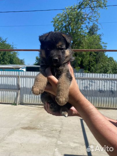 Щенки немецкой овчарки