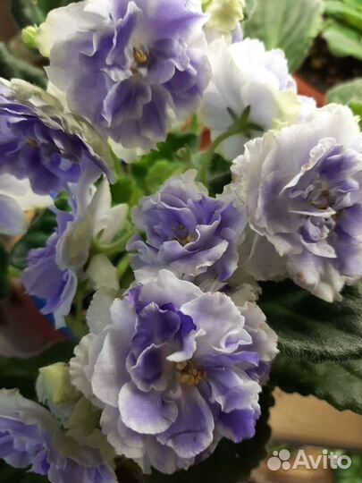 Фиалки сортовые(листики, детки, стартеры)