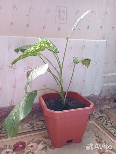 Диффенбахия - комнатное растение