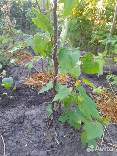 Виноград изабелла, кустики