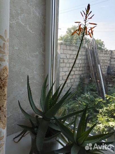 Алоэ лечебный