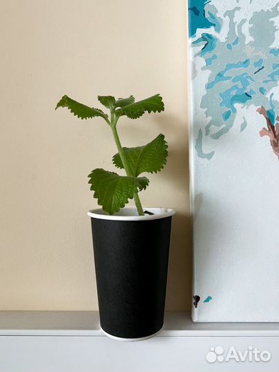 Мята (ростки с корнями)