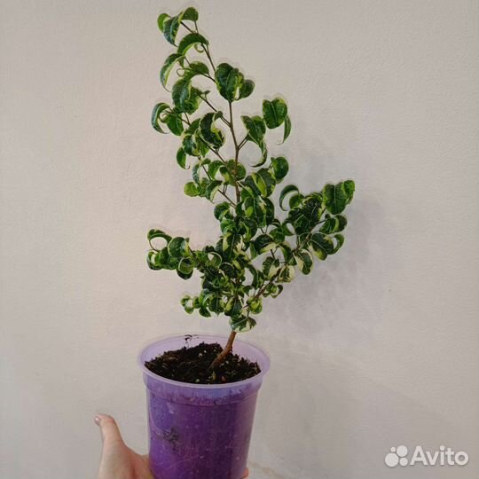 Фикус Барок