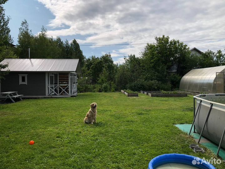 Передержка собак в частном доме