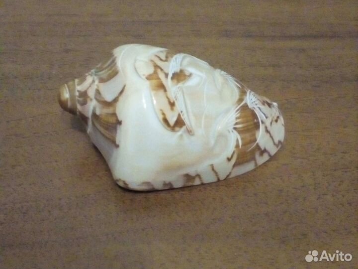 Морские ракушки