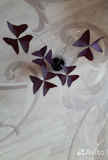 Цветы оксалис (кислица) 2 вида