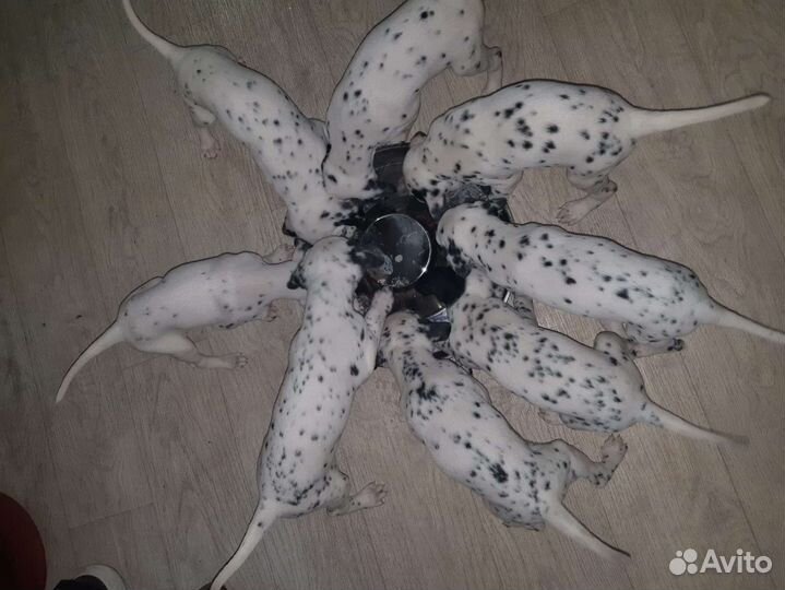 Щенки далматина