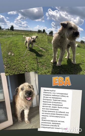 Передержка кошек и собак, зооняня, догситер