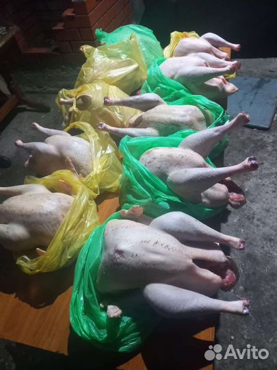 Индюки домашние