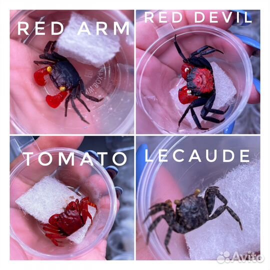 Краб Вампир (Самки в наличии) большая поставка