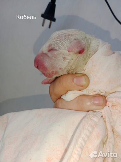 Бультерьер щенки