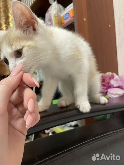 Отдам в хорошие руки котенка бесплатно
