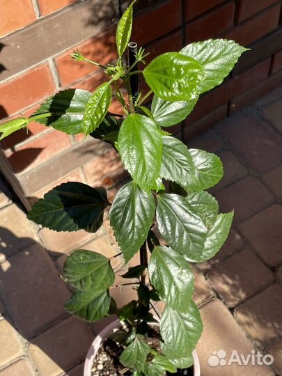 Комнатные растения