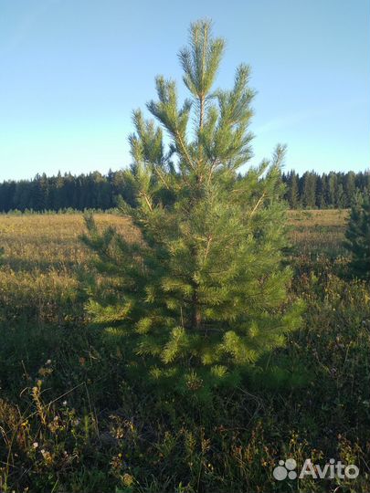 Новогодние ели