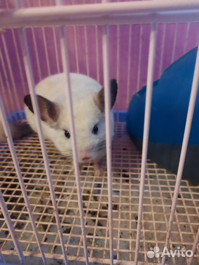 Шиншилла девочка