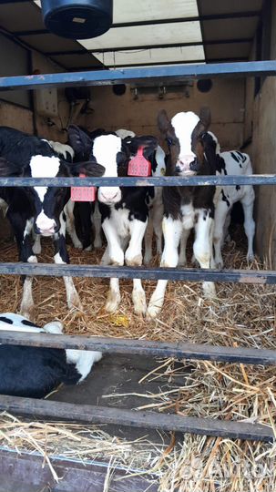 Телята бычки тёлки