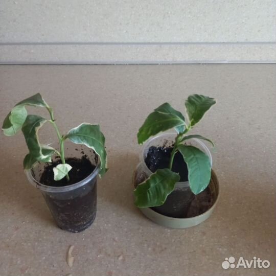 Олеандр. Лимон вариегатный