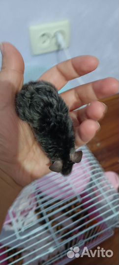 Продам декоративных мышей тексель рекс