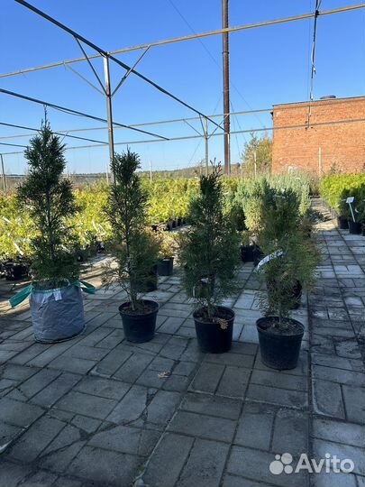 Туя Смарагд, Брабант, Колумна; 0,5-1м; 1-2м