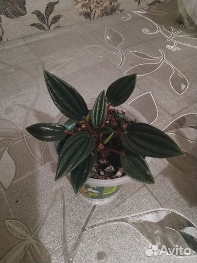 Сингониум батерфляй.Пеперомия Россо