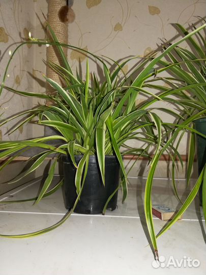 Хлорофитум