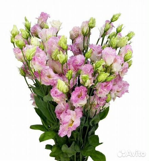 Эустома рассада