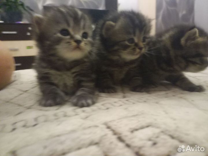 Продам шотландцев