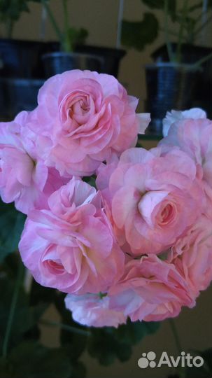 Пеларгонии кoллeкционные - черенки