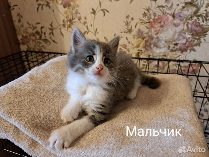 Отдам котят в добрые ответственные руки