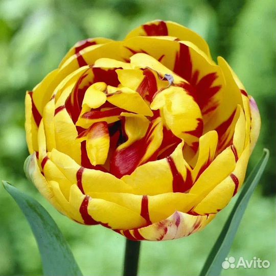 Луковицы тюльпанов сорт голден ницца